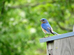 Eastern blue bird sitting on a birdhouse.