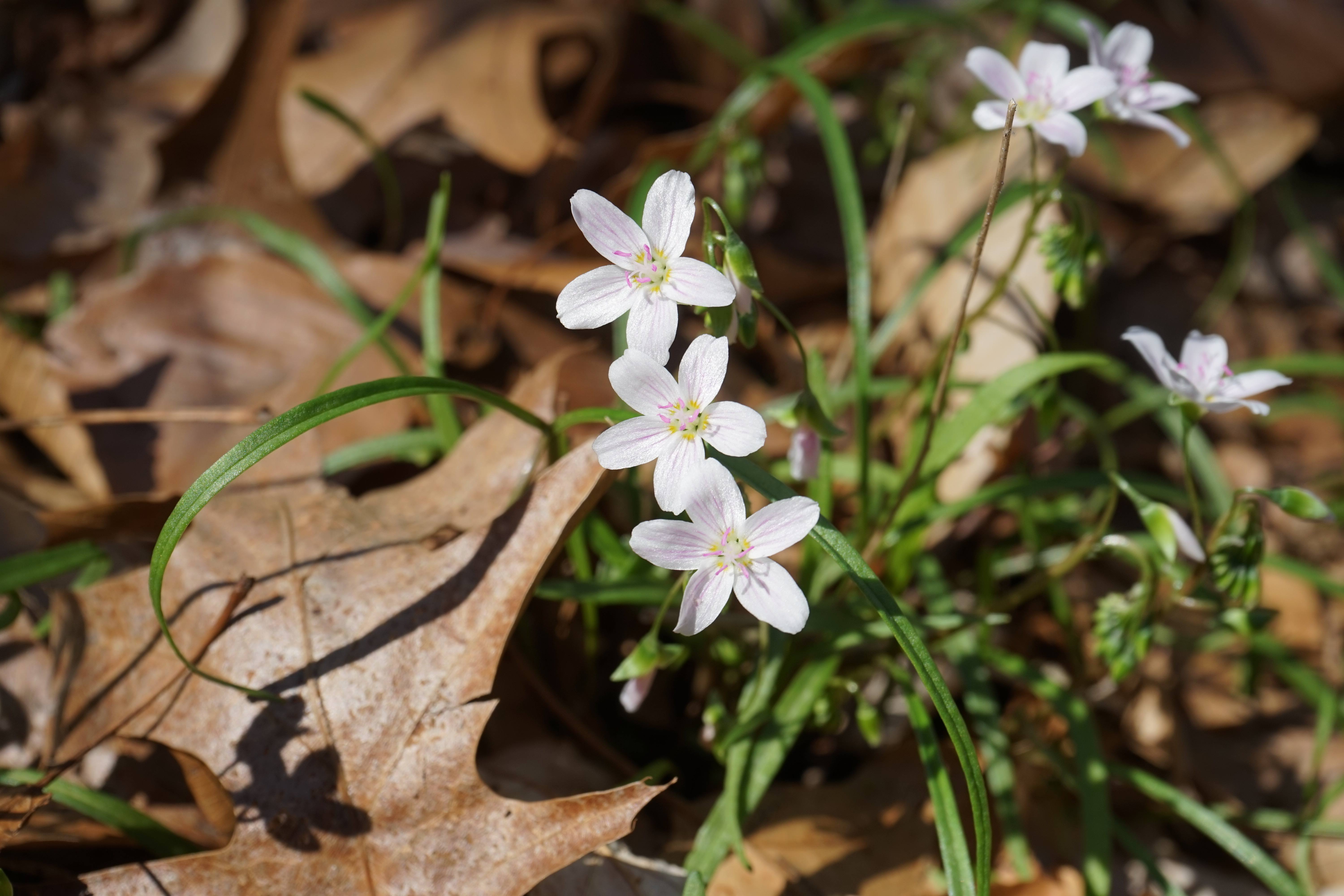 Spring Beauty 