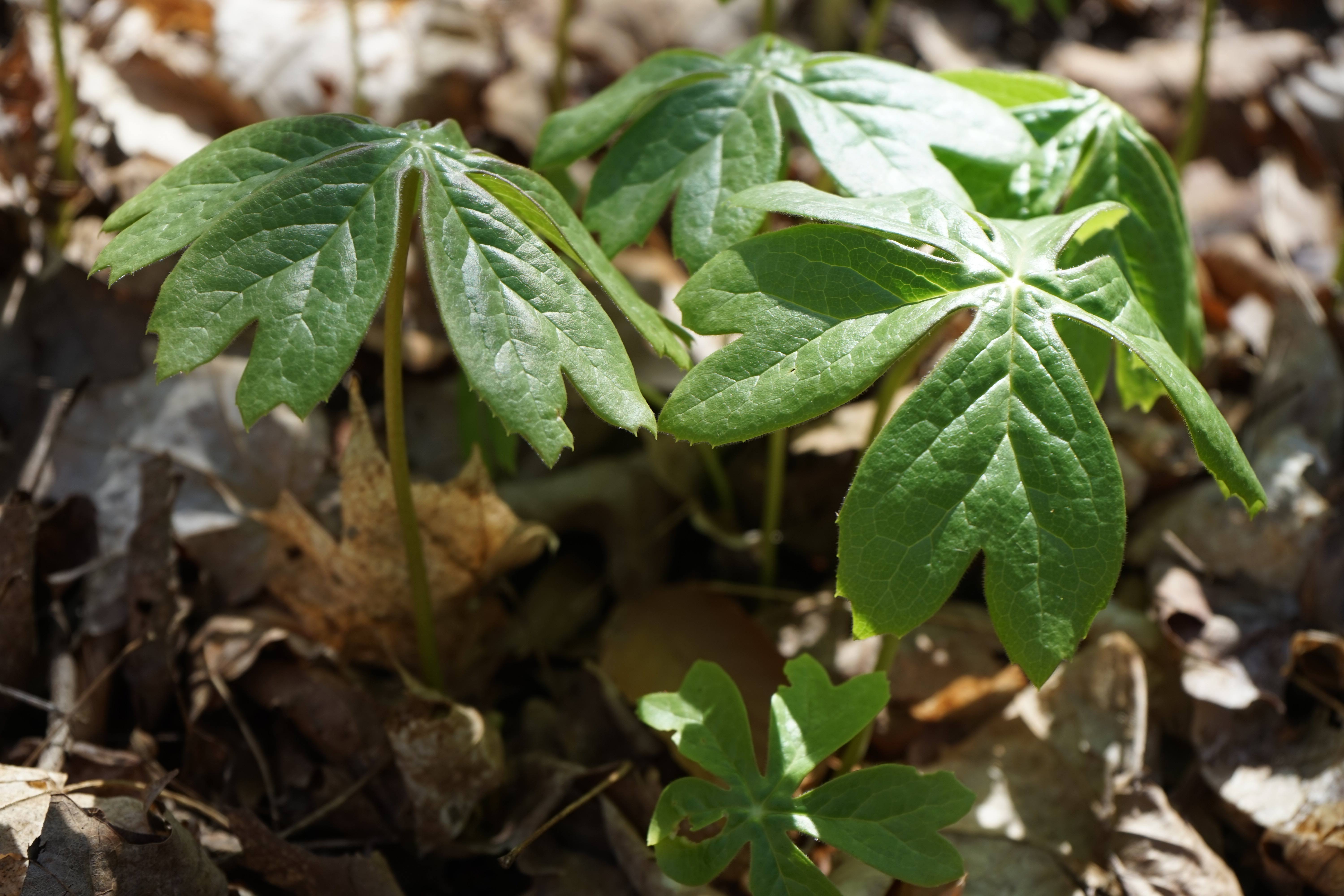 Mayapples