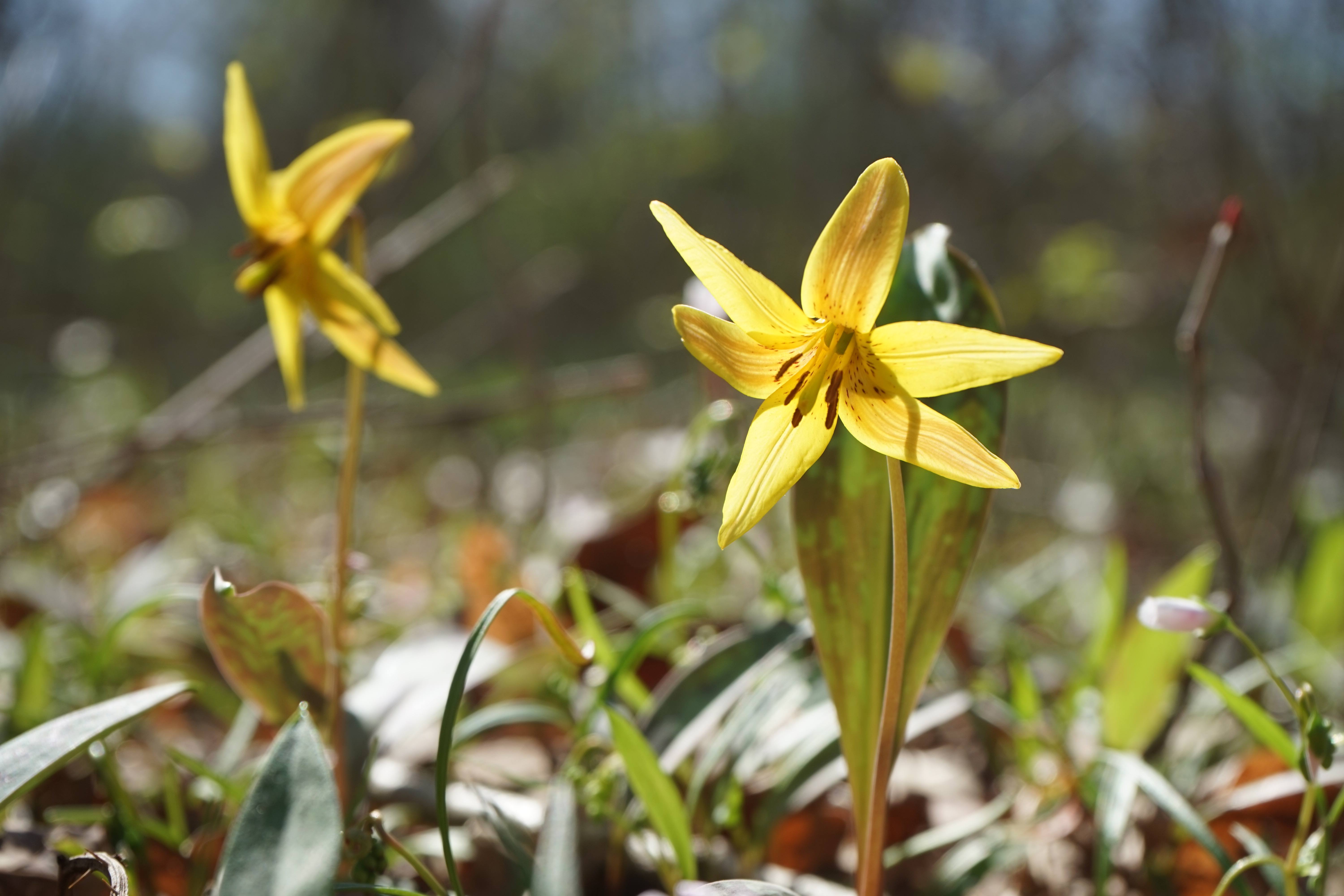 Trout Lily