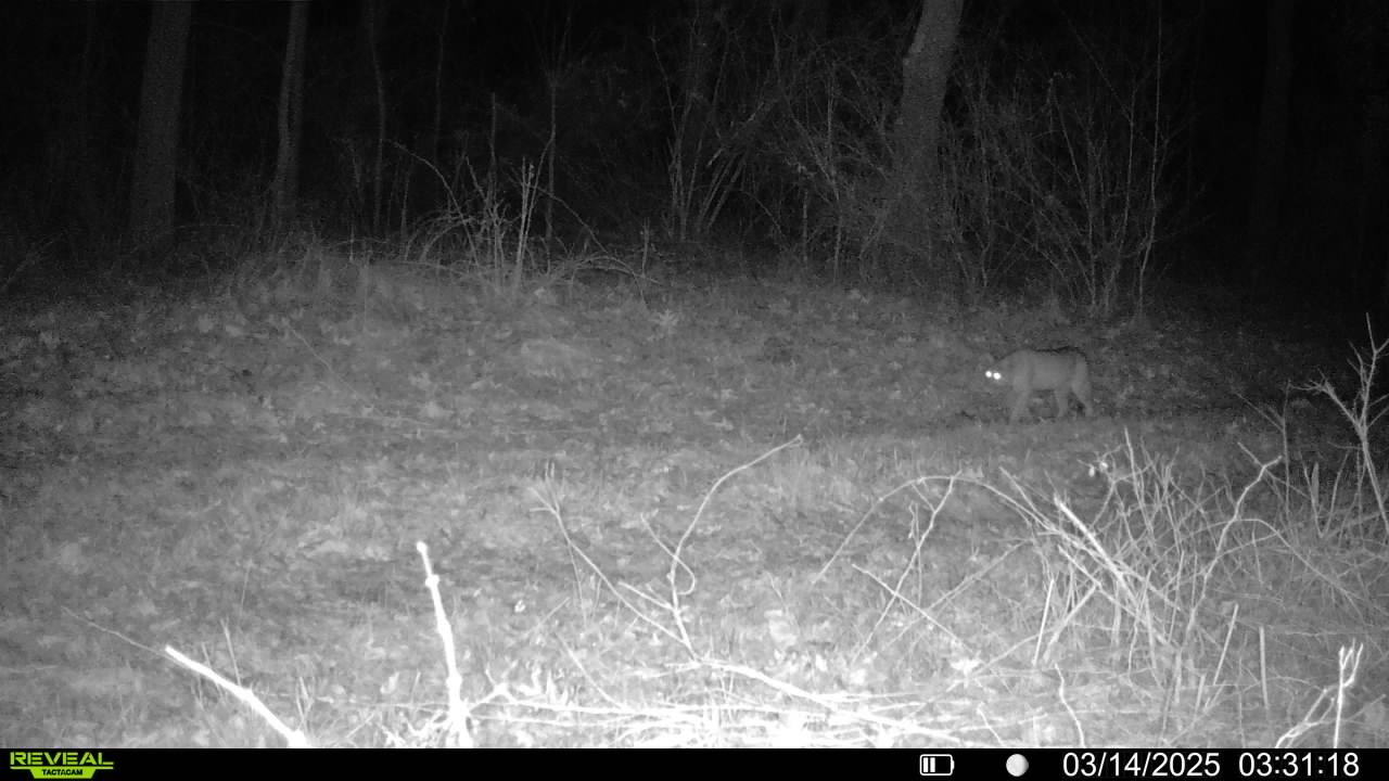 Bobcat Sightings Highlight Duke Farms’ Critical Role in New Jersey’s Ecological Connectivity 