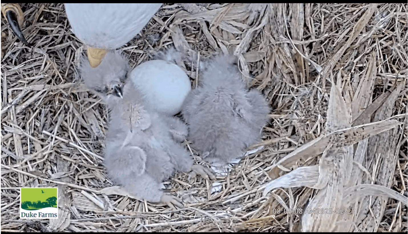And Now There Are Two