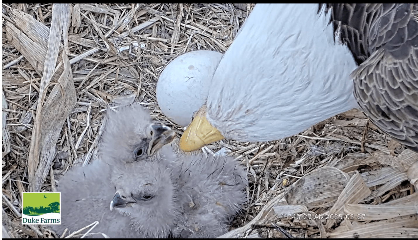 Hatch #3 - Full Nest