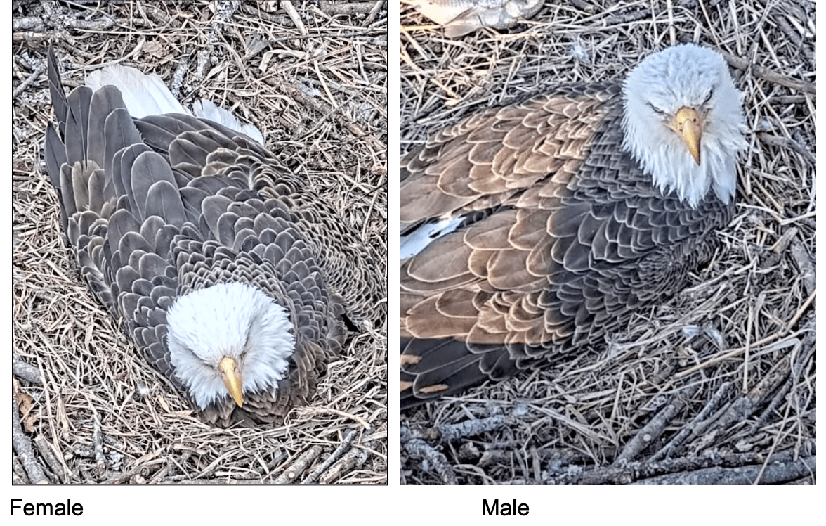 Who Is That?  How To Tell The Bald Eagle Parents Apart