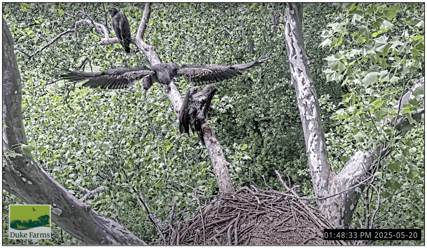 Fledge - The Eagle has Flown!
