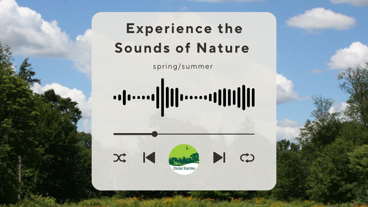Listening to the Land: Experience the Sounds of Nature from Duke Farms