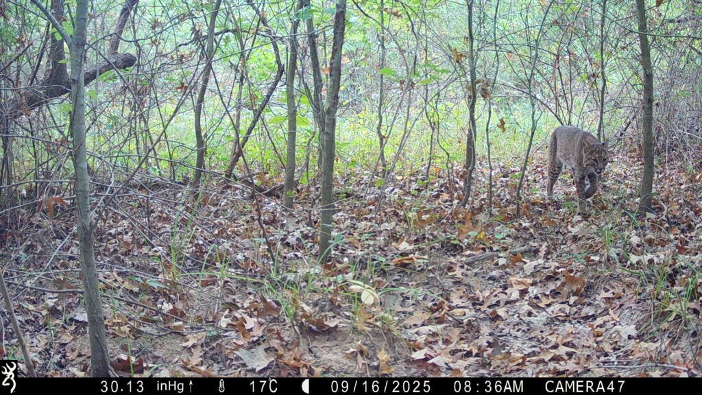 On <date> a bobcat was documented at Duke Farms. This is a female, one of 2 individuals identified south of Interstate 78 with the help of scat collected by NJDEP Fish and Wildlife’s wildlife detection dog, Fly. 