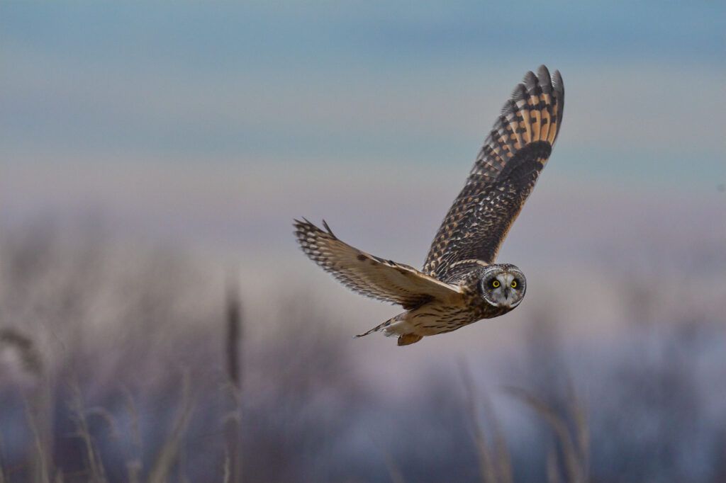 A short-eared owl in flight.