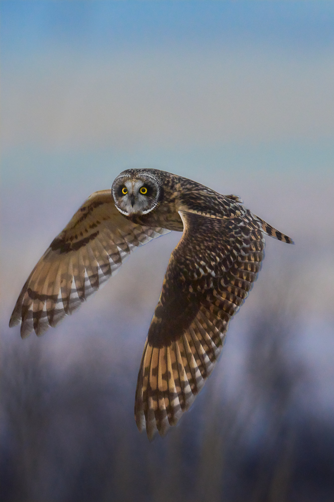 Over a Century of Community Science: The 2026 Christmas Bird Count