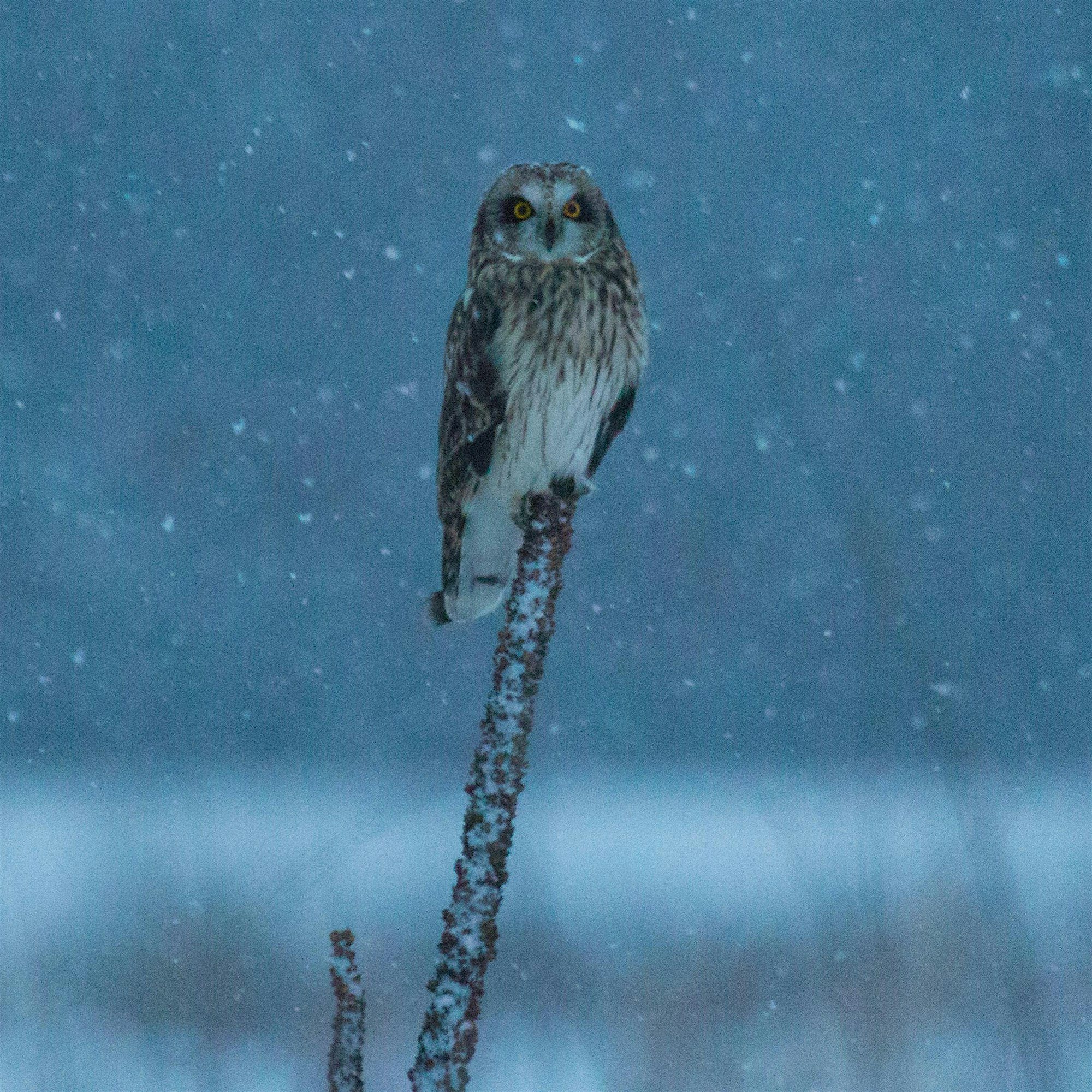 Member Exclusive: Winter Grassland Birding