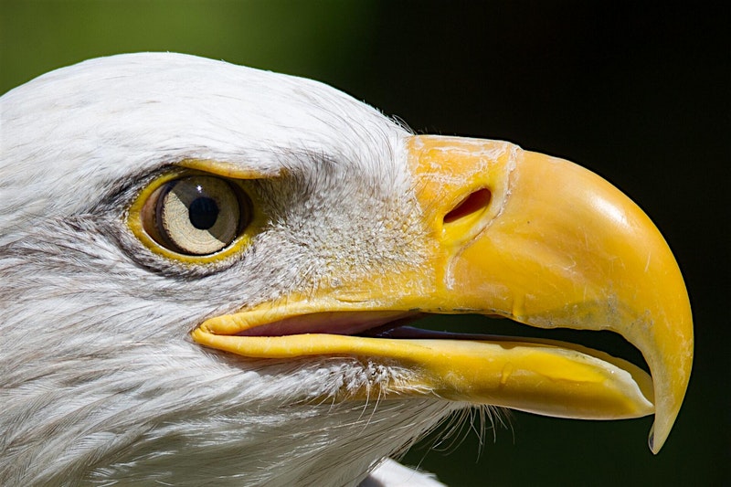 Member Exclusive: Eagles at Duke Farms: A Conservation Story