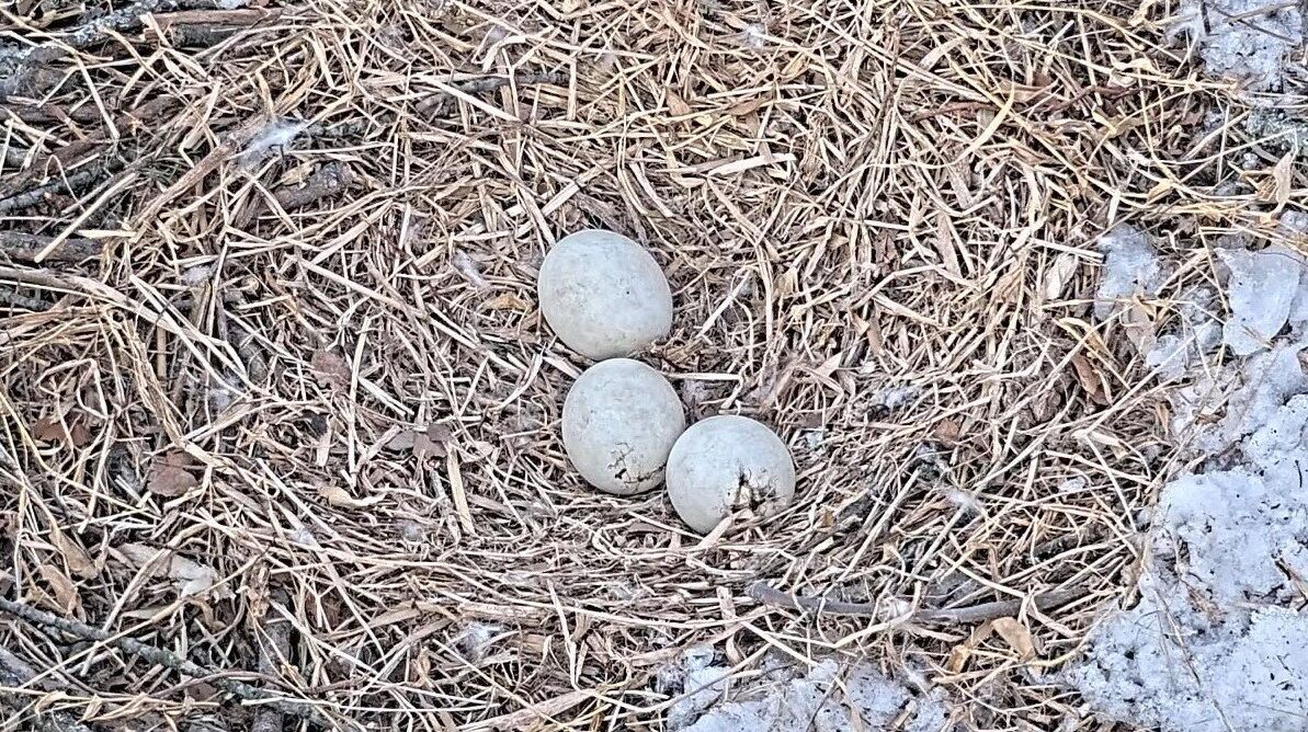 An up-close look at three eggs in the nest bowl, one of which is cracked.