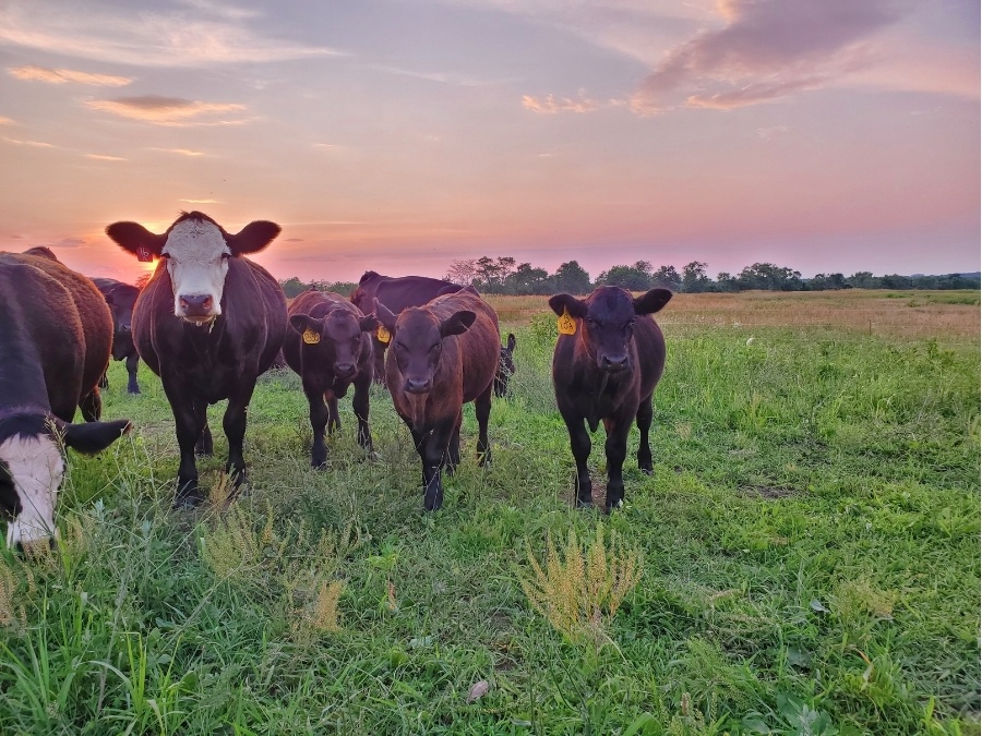 A group of brown and white cows looks at the camera in a grassy field at sunset.