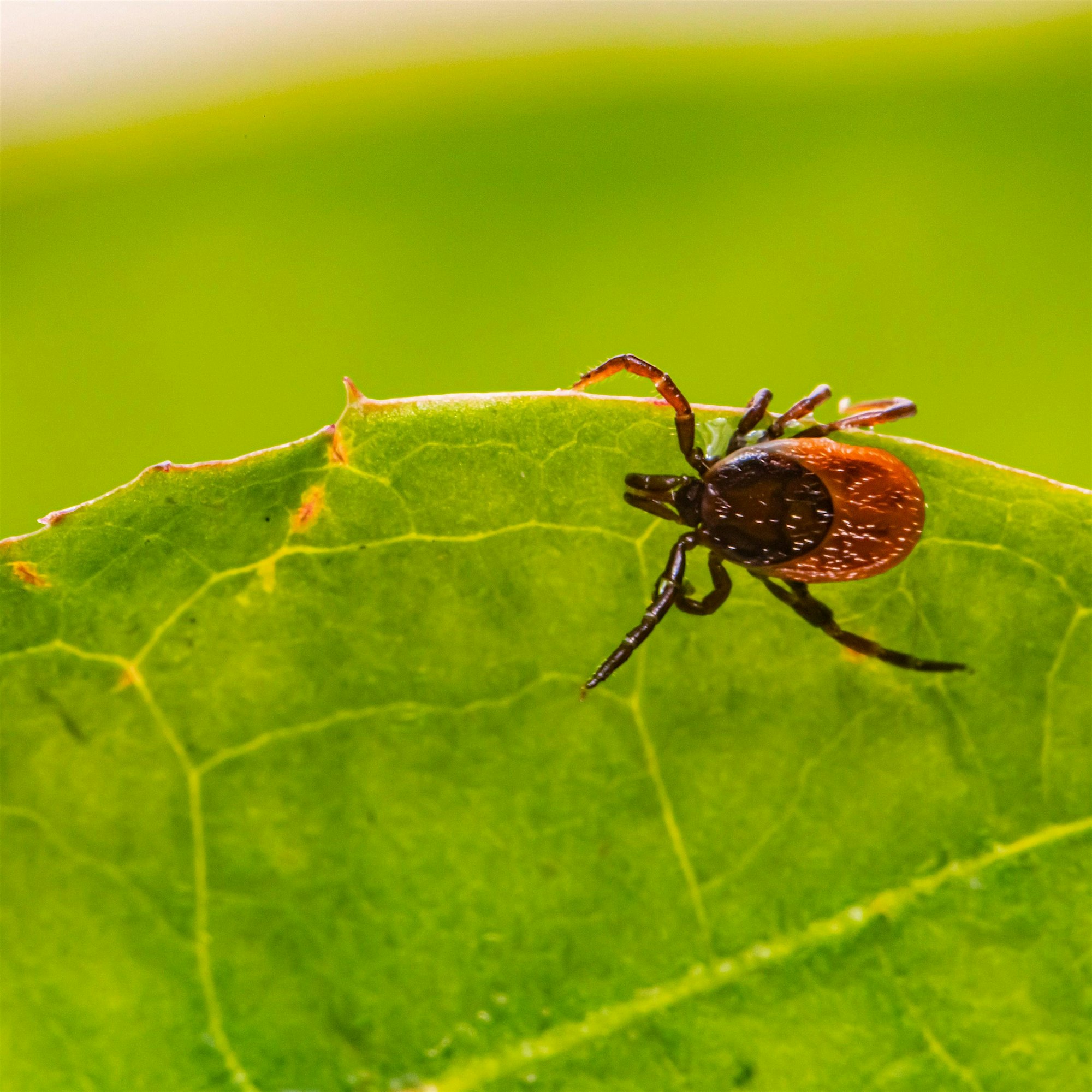 Tick Talk: Let's Talk Ticks