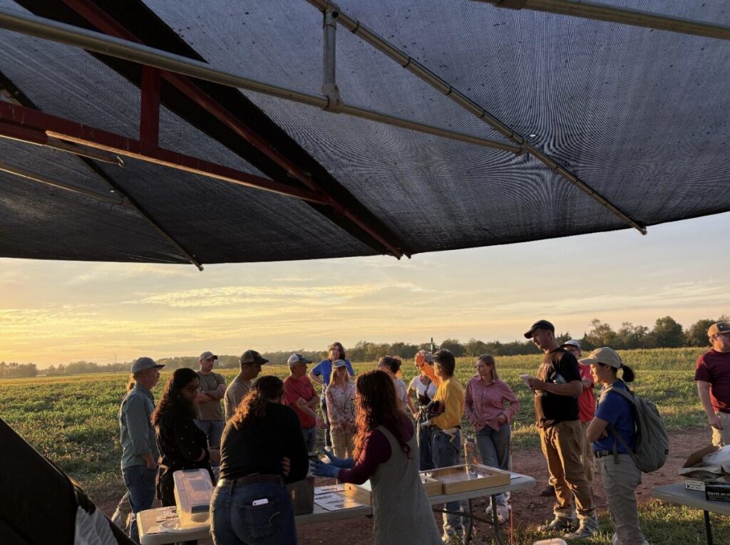 a field at sunset with a grazing umbrella shading where the cows hydrate. a group of people are in the background. the sunset is the best example of a september golden sunset. 