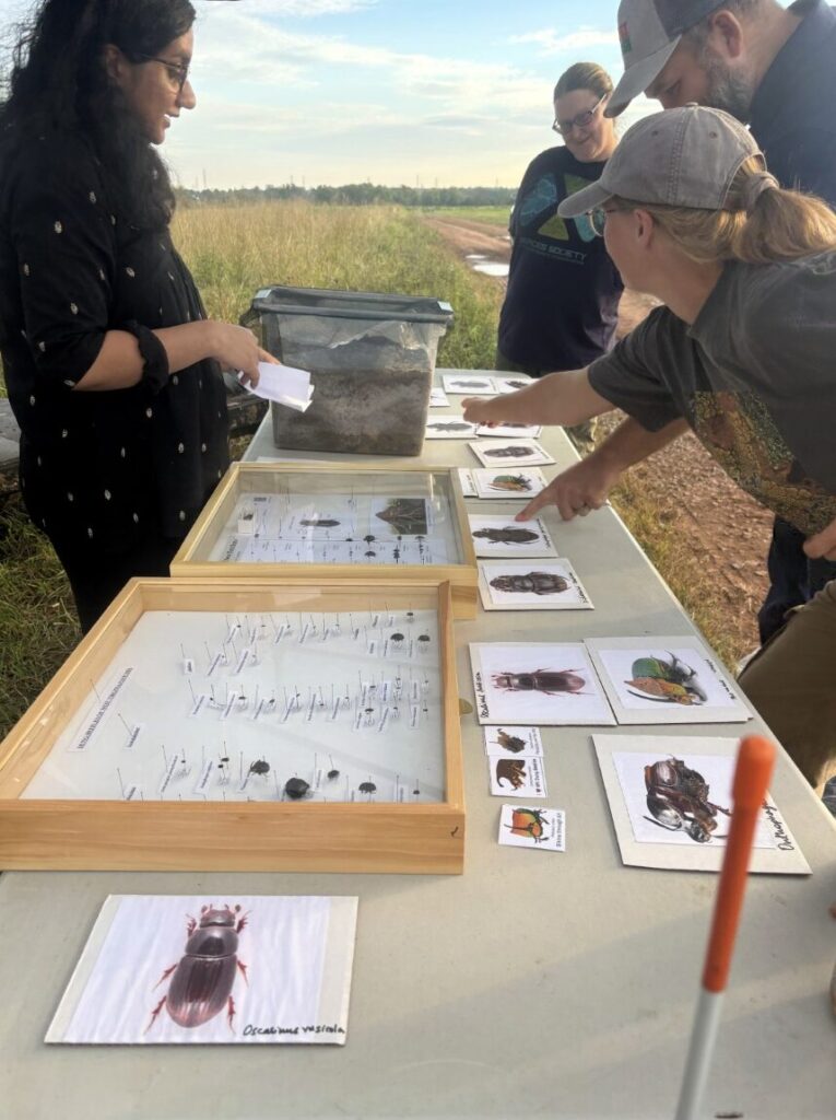 a group of people sample dung and identify different species of dung beetles